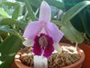 Laelia dayana 